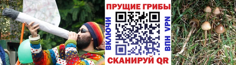 Псилоцибиновые грибы мицелий Козловка